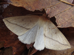 Descoreba simplex