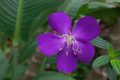 Pleroma semidecandrum