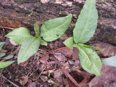 Koenigia alpina
