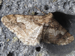 Pseuderannis lomozemia