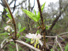 Lonicera harae