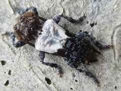 Pogonocherus dimidiatus