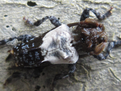 Pogonocherus dimidiatus