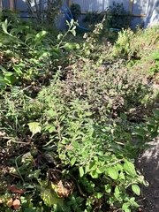 Origanum majorana