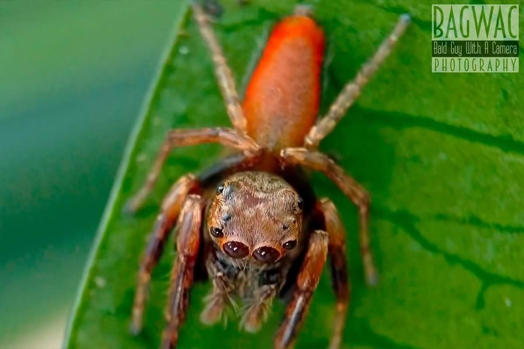 Lepidemathis