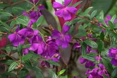 Pleroma semidecandrum