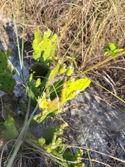 Opuntia austrina