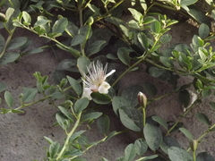 Capparis spinosa