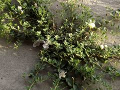 Capparis spinosa