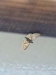 Lepidoptera