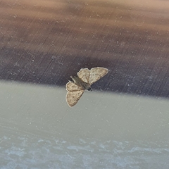 Lepidoptera
