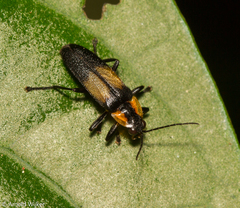 Photurinae