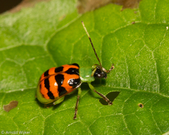 Diabrotica limitata