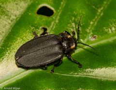 Photurinae