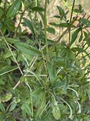 Achyropsis leptostachya