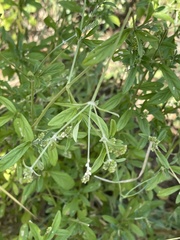 Achyropsis leptostachya