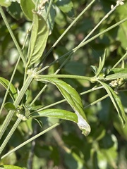 Achyropsis leptostachya