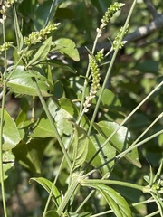Achyropsis leptostachya