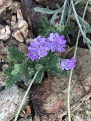 Phacelia crenulata