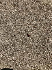 Spilodiscus sellatus