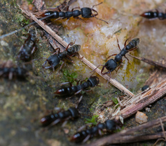 Stigmatomma rothneyi