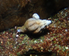 Nassarius mendicus