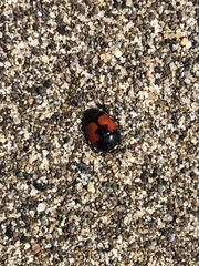 Spilodiscus sellatus