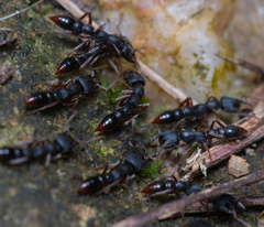 Stigmatomma rothneyi