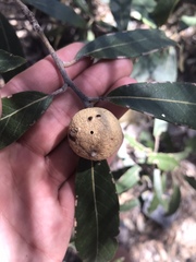 Amphibolips trizonata