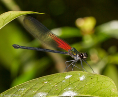 Hetaerina brightwelli