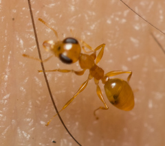 Gesomyrmex howardi