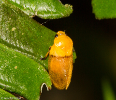 Monecphora cingulata