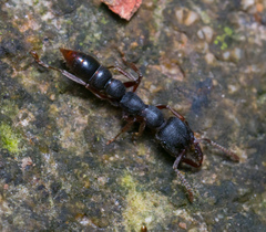 Stigmatomma rothneyi