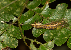 Ameropterus
