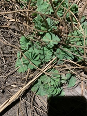 Geranium