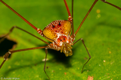 Arthrodes xanthopygus