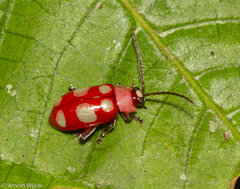 Omophoita sexnotata