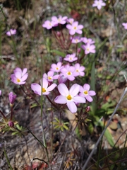 Leptosiphon androsaceus