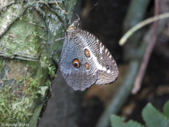 Dasyophthalma creusa