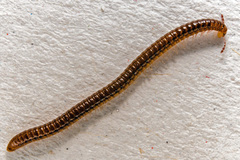Proteroiulus fuscus