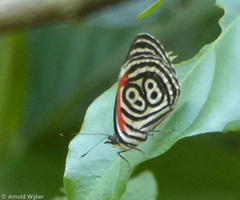 Diaethria clymena