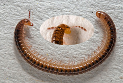 Proteroiulus fuscus