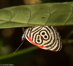 Diaethria clymena