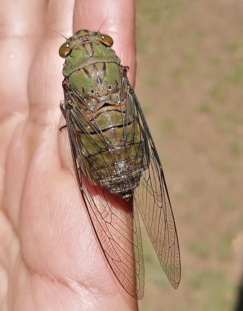Platylomia larus