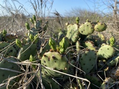 Opuntia fusco-atra