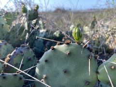 Opuntia fusco-atra