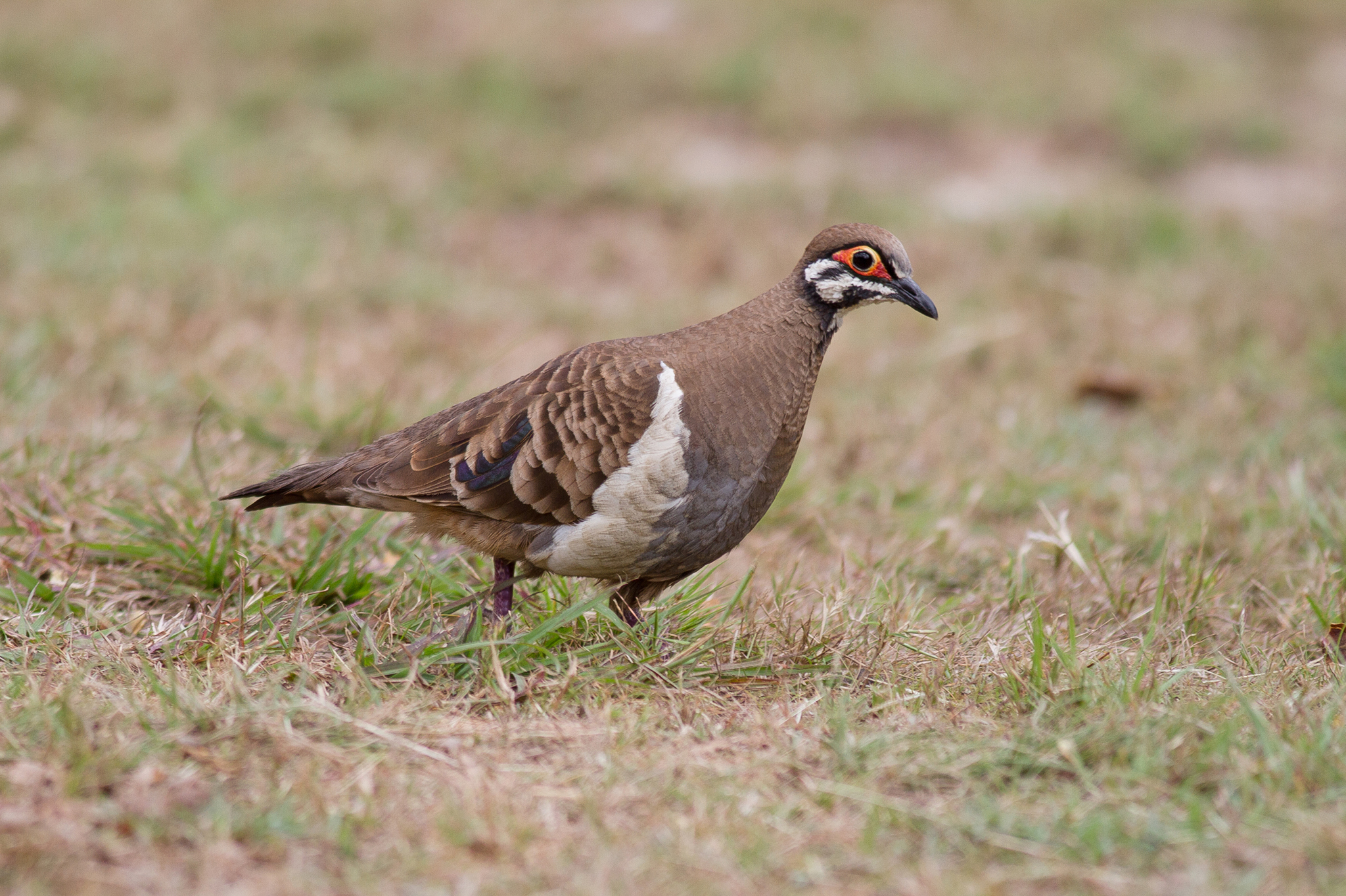 Squatter Pigeon (Geophaps scripta)