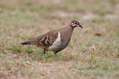 Geophaps scripta