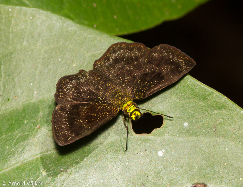 Staphylus chlorocephala