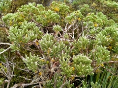 Brachyglottis cassinioides